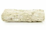 Polished Agate Replaced Wood Limb Cast - Nevada #373502-1